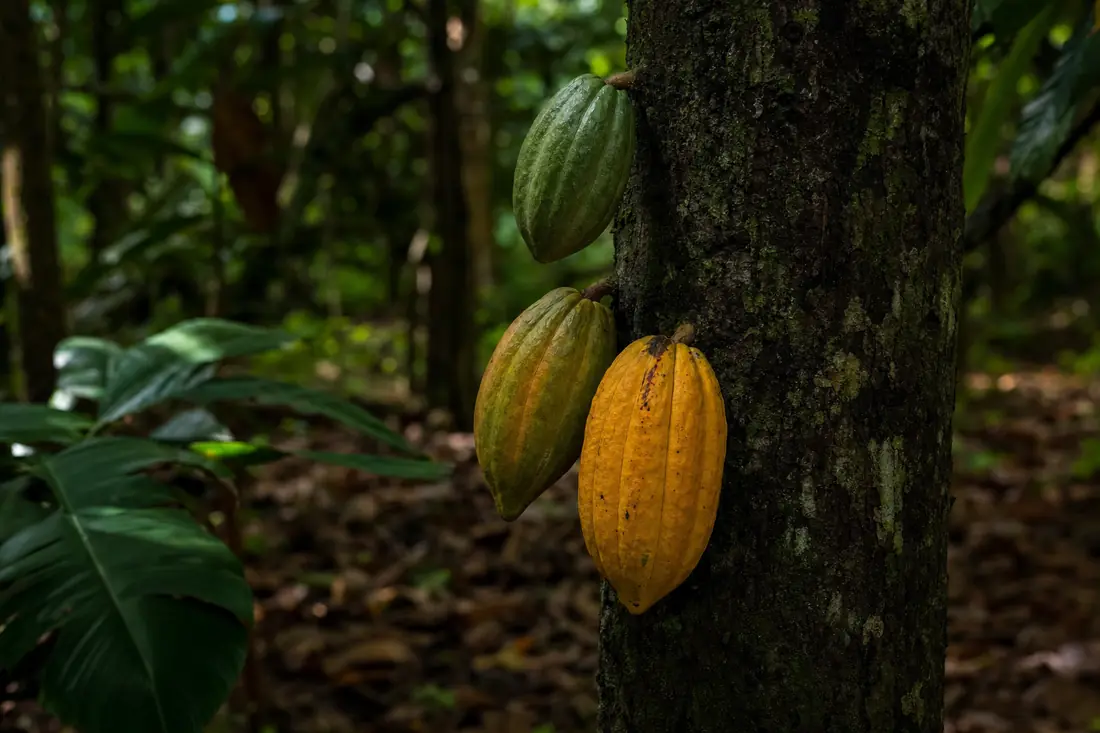 Sur un même tronc de cacaoyer, une cabosse verte encore immature et une cabosse jaune-orangé à maturité.